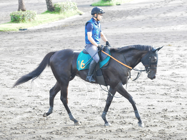 母はフローラS勝ち馬 ペルウィクトールが日曜新潟で初陣/関東馬メイクデビュー情報