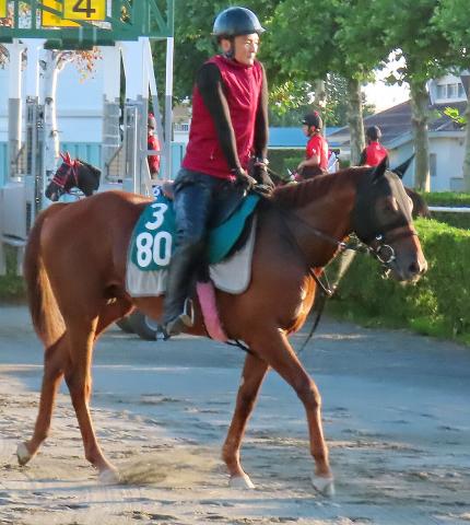 【POG】武豊騎手で札幌デビューのナダル産駒メイショウコシュウが好感触　陣営「折り合いや操縦性は問題ありません」