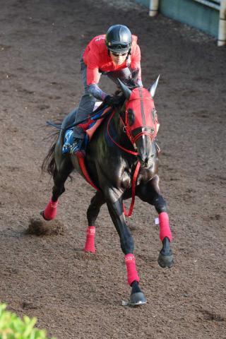 【東海S】サンライズホーク　体全体を使えた　陣営「どんな競馬もできる」
