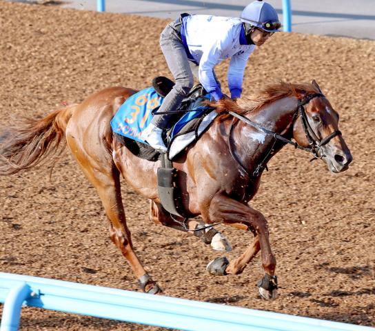 【アイビスSD1週前】昨年の2着馬ウイングレイテストは前走以上の状態　松岡正海騎手「函館より状態はいい」