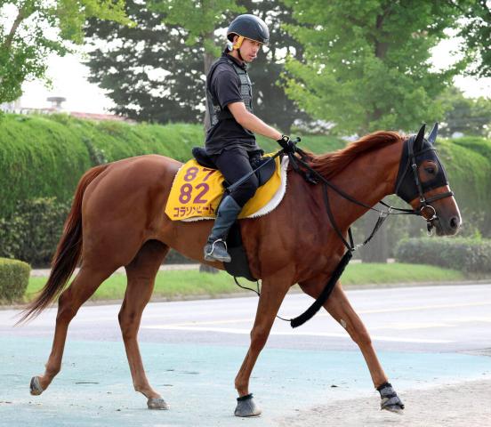 【アイビスSD】コラソンビートが初めての千直で完全復活へ　津村明秀騎手の進言も後押しに