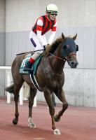  ��������ư���ۥ����ӥ�SD3��Υ����󥰥쥤�ƥ��Ȥϥ���ȥ���S�����