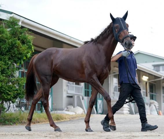 ③◆　競馬　JRA　◆　シャンパンカラー　◆NHKマイルカップ◆　２種類セット◆ 2023年 NHKマイルカップ(GⅠ) シャンパンカラー【カンテレ公式
