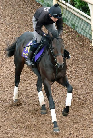 【注目馬動向】皐月賞馬ミュージアムマイルはセントライト記念で始動し天皇賞・秋を目指す