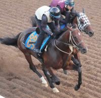  CBCޡۥӥ󥷥֥ѥѡƨڤäƽž޽VϢνž