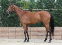  ����������ʤϵ���Ȼ�Ȥο�����Ӥǻ��S���齩�ھޤء��դ�˺������V��������������17��������