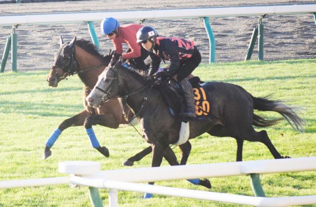 【札幌記念】ホウオウビスケッツは金曜日も落ち着きバッチリ　陣営「かなりいい。今年は全然違います」