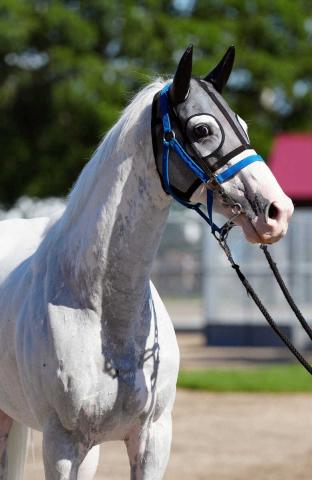 ハヤヤッコ　24年　アルゼンチン共和国杯　現地的中単勝馬券　希少！ ハヤヤッコ 24年 アルゼンチン共和国杯 現地的中単勝馬券 希少