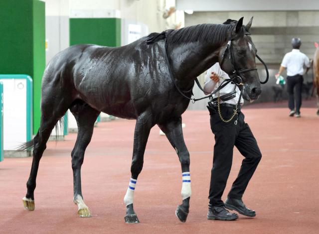 菊花賞 2024結果情報】アーバンシックが重賞連勝で最後の一冠