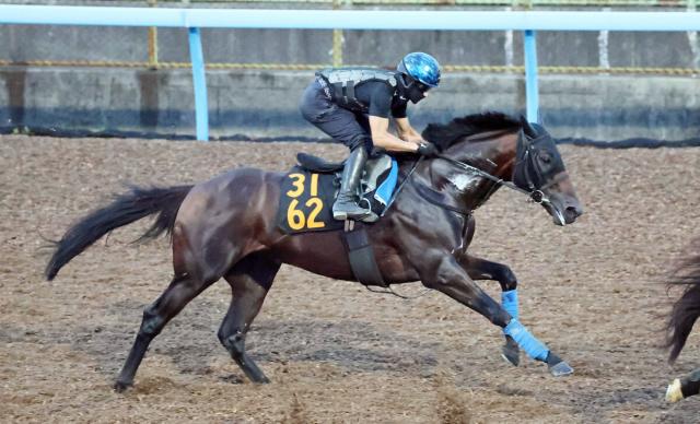 【京成杯AH1週前】カラマティアノスは新コンビの石川裕紀人騎手が騎乗　「思ったよりもたれはない」