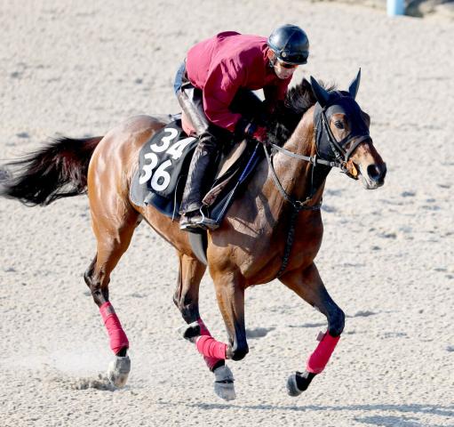 【3歳以上・注目馬動向】デルアヴァーは荻野極騎手で神戸新聞杯へ　ドンインザムードは松山弘平騎手でジャパンダートクラシック