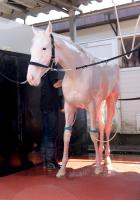  ưӤΥޥ륬ϥȻVΤ륢ƥߥSȾϰ³˭ꡡ轵ˤⷪ쵢