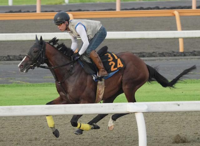 ジャパンカップ2024】出走予定馬・レース概要・日程・歴代優勝馬