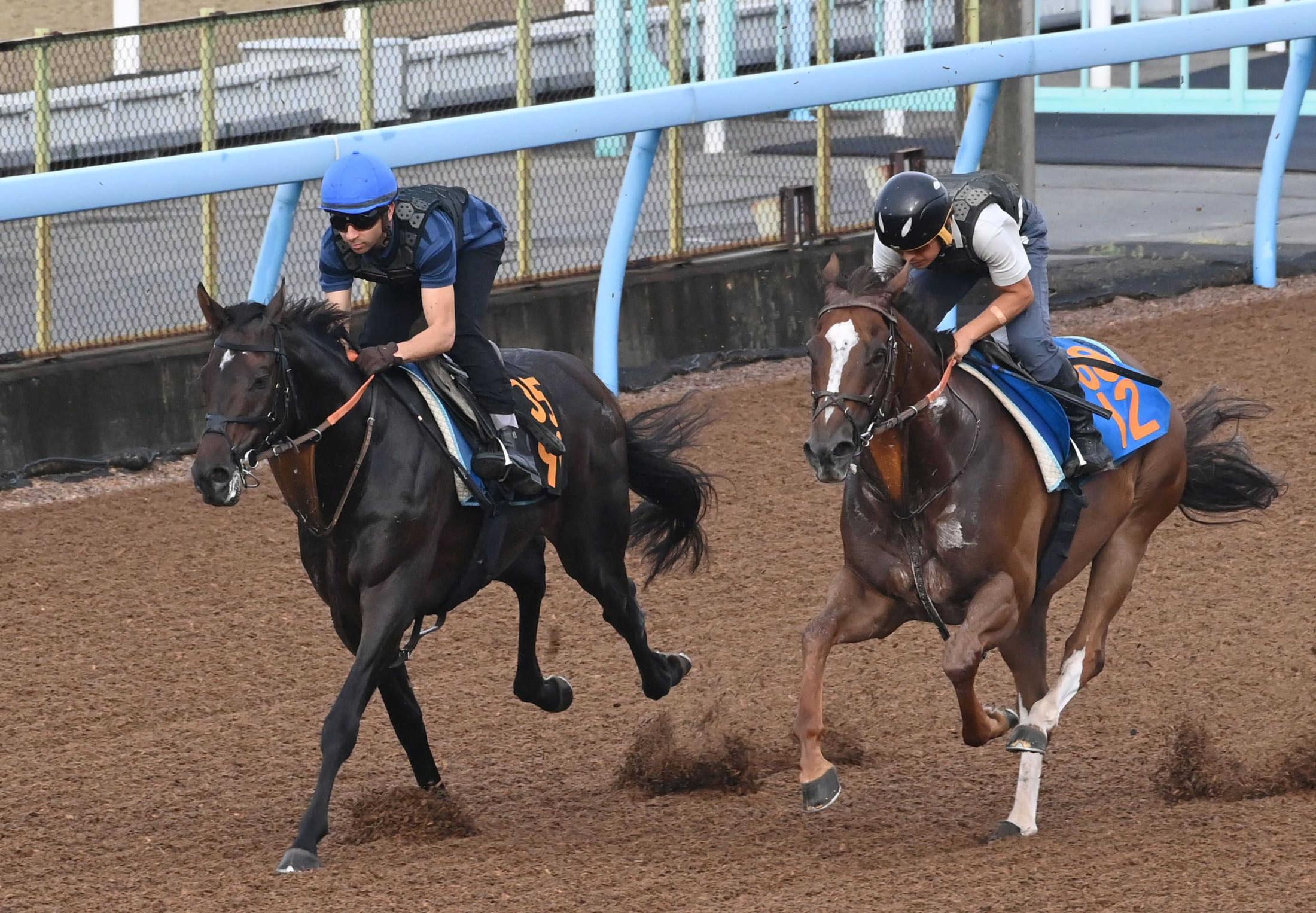 第41回ジャパンカップ　全出走馬のストラップ 第41回ジャパンカップ 全出走馬のストラップ