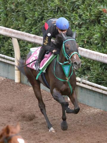 第41回ジャパンカップ　全出走馬のストラップ 第41回ジャパンカップ 全出走馬のボールペン＆ストラップ