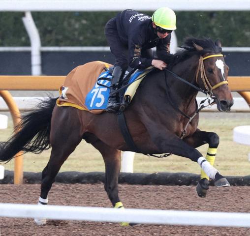 ジャパンカップ2024】出走予定馬・レース概要・日程・歴代優勝馬