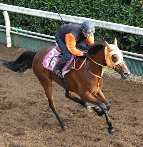 【ローズS】自信をつけたチェルビアットが重賞初Vを狙う　高野調教師「筋肉のハリも増しています」