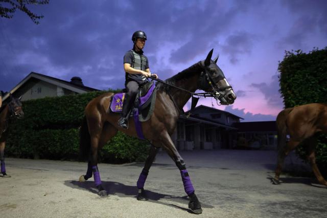 【14日の阪神・馬場】芝は良好な状態が続き、13日も速い時計