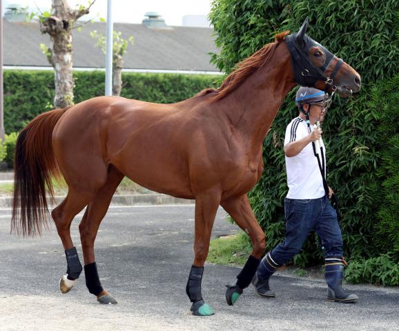 イクイノックス　国内Ｇ１　全７戦　現地がんばれ馬券　皐月賞　から　ジャパンカップ 第43回ジャパンカップ - Wikipedia