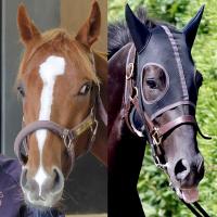  ޤϿޡǥΡ3ֿ͵ӥɥ꡼4ֿ͵ʪ2Ƭ1ֿ͵