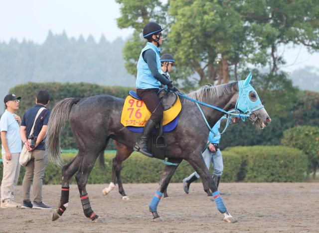 【オールカマー・坂本の特注馬】本格化を迎えたフェアエールング　今の勢いなら牡馬相手でも