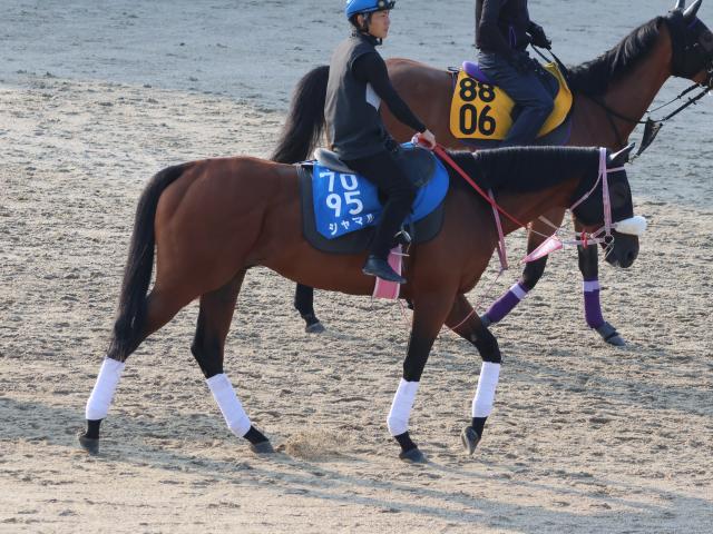 シャマルなど、先週の入厩情報/栗東トレセンニュース