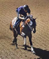  �ڥ����륫�ޡ��ۥɥ���ɡ��쥹��ī���֤κ�ϩ��ڲ����Τ�Ρ�����Ĵ���աֽ���������ʾ��ư����