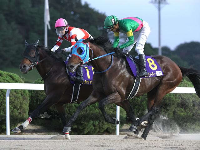 昨年のJBCスプリント覇者タガノビューティーが登録抹消 今後は種牡馬入りの予定