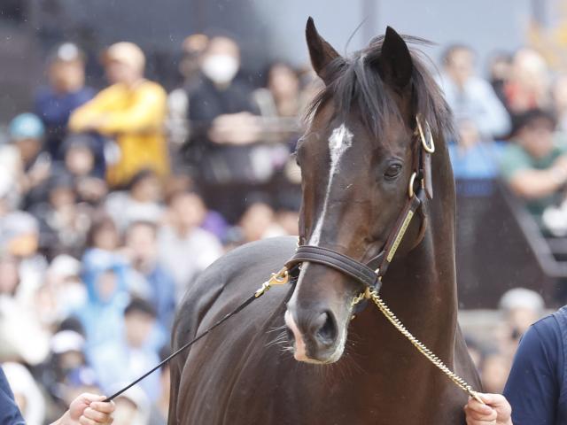 GI・3勝馬タイトルホルダーの展示会が21日札幌競馬場で開催 ファンと再会果たす