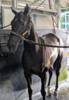  ڥץ󥿡Sۥʥ饯쥢G1ͤءرġ臘Ǥ