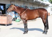  ڥץ󥿡SۥȥΥ졼100ϤǤƥХΤ餺ΤĤ