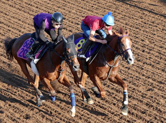 ジャパンカップ2024】出走予定馬・レース概要・日程・歴代優勝馬