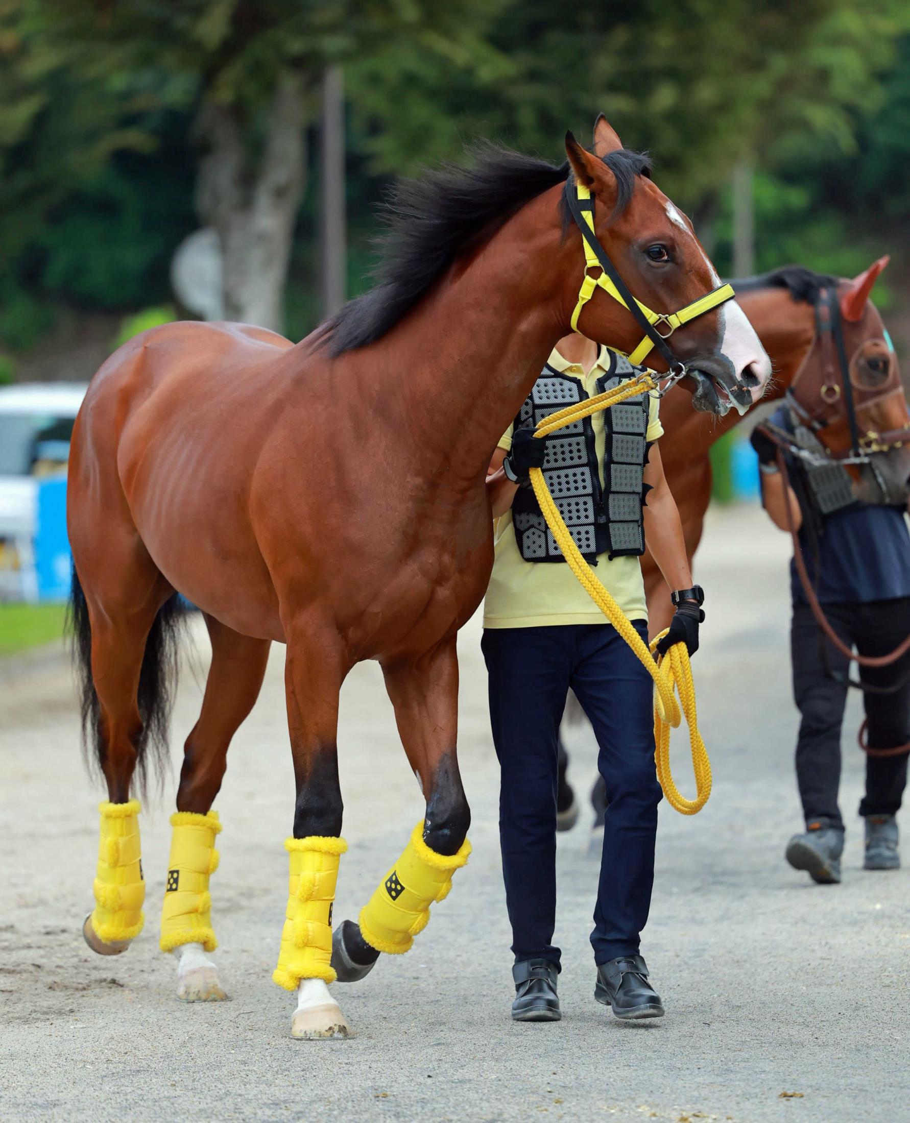 【新馬戦】クラウンインジエア　仕上がり上々　全兄はＧ１馬・ジャックドール　高杉「馬場の悪い所でもしっかり動けていた」