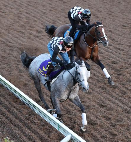 【スプリンターズS】好相性のシルクロードS組　勢いある4歳牝馬と衰え見せぬ古豪