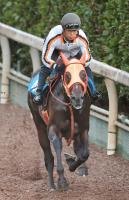  ڵŵ۵ǸäѤ祦ʥץ󥿤˿رļĴա֤㤯եå