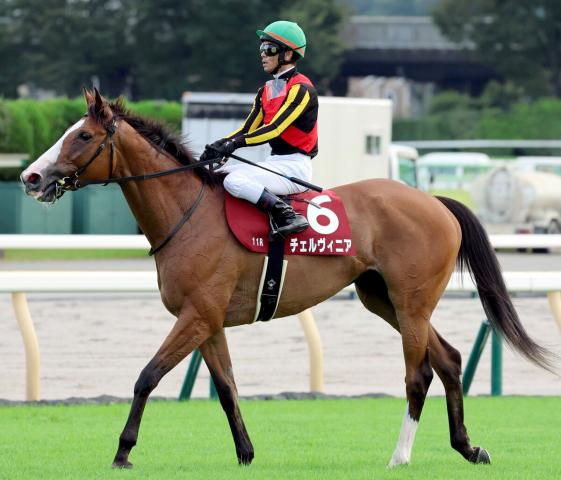 【毎日王冠】「めりはりがない感じ」昨年の2冠牝馬チェルヴィニア7着　戸崎圭太騎手「追ってからが…」