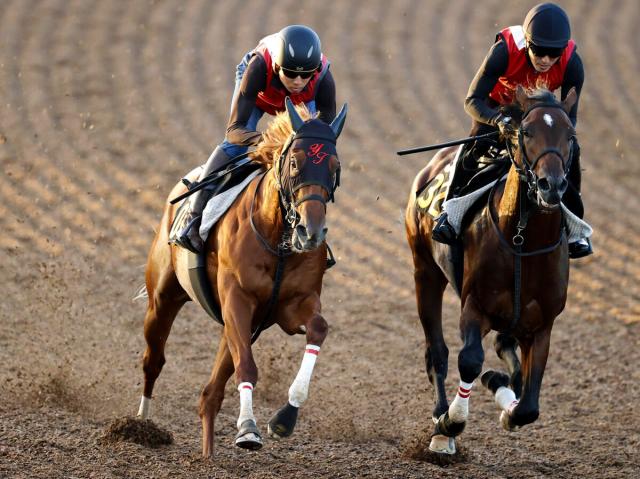 第41回ジャパンカップ　全出走馬のストラップ 第41回ジャパンカップ 全出走馬のストラップ mqdefault.jpg