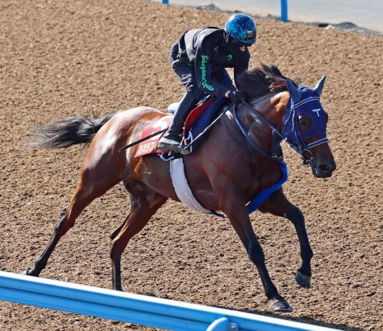 第41回ジャパンカップ　全出走馬のストラップ 第41回ジャパンカップ 全出走馬のストラップ 第41回ジャパン