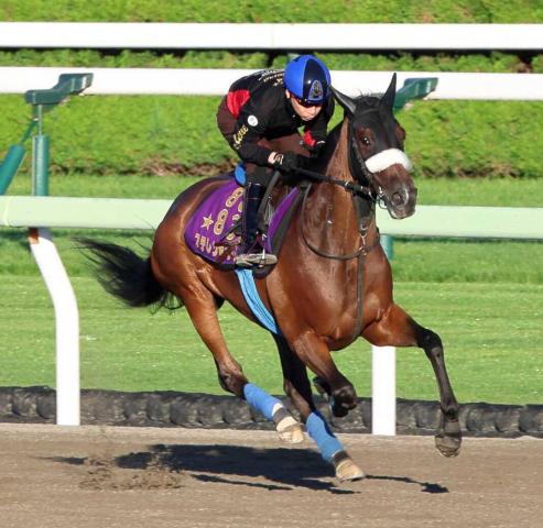 【注目馬動向】ステレンボッシュはエリザベス女王杯へ　前走の札幌記念15着から巻き返しへ