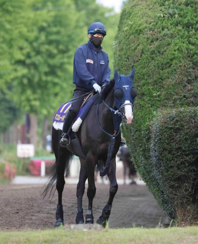 【注目馬動向】マスカレードボールは天皇賞・秋でルメール騎手と初コンビ　ダービー2着以来　古馬と初対戦