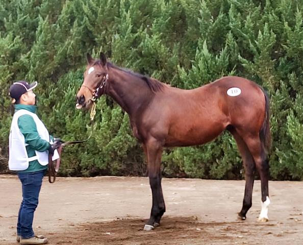 【ノーザンファーム・ミックスセール2025】過去最高4億6000万円で落札されたのはシンザン記念勝ったリラエンブレム半弟