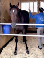  �ڵƲ־ޡۥ��ޥ��Ҥϥ��ѥѥ͹�ǵ��Զ��Ͼ�����塡���ˤ椫����ɷ��Ϥ���ȯ����