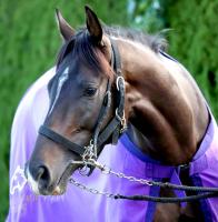  �ڵƲ־ޡ�����1�ֿ͵��ϥ��ͥ른����3��9�ܡ���˭����Υޥ���˥С�����4�ֿ͵�