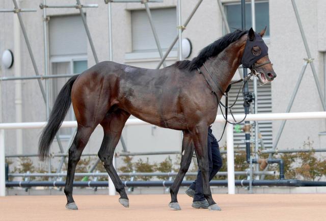 全日本2歳優駿 予想】過去10年の優勝馬に共通するシンプルなデータは