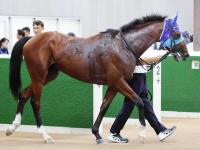  ڥǥ꡼2Sۥɥޥ䥯å̵2Ϣǽž޽VءͧƻˤīFS4ܤػФΰ