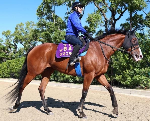 【注目馬動向】一昨年の最優秀スプリンター、ママコチャは来年も現役続行が決定