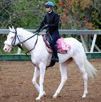  ưӤΥޥ륬˭ǤĤ֤ޤءܳĴա1400᡼ȥϤ䤹