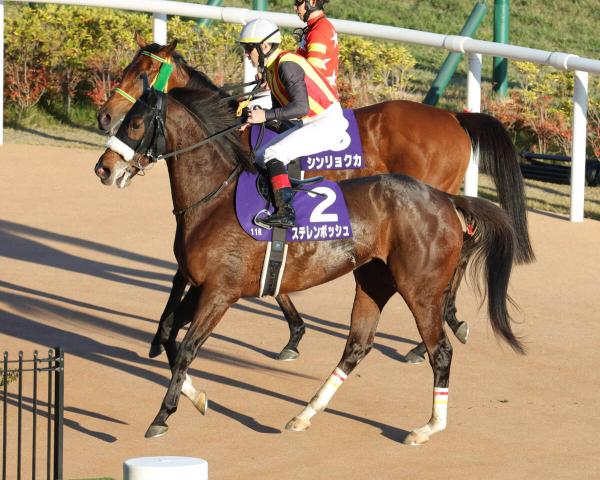 【エリザベス女王杯】ステレンボッシュ10着に「3、4角で邪魔されて…」ルメール騎手のG1連勝「3」でストップ