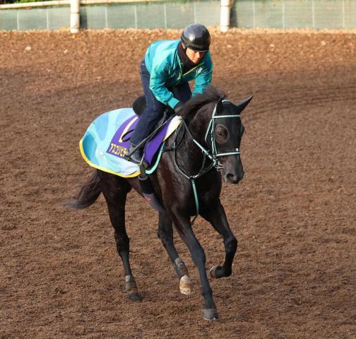 洋書 フランス語 馬 販売情報 Deauville 競馬 ドーヴィル 2002 洋書