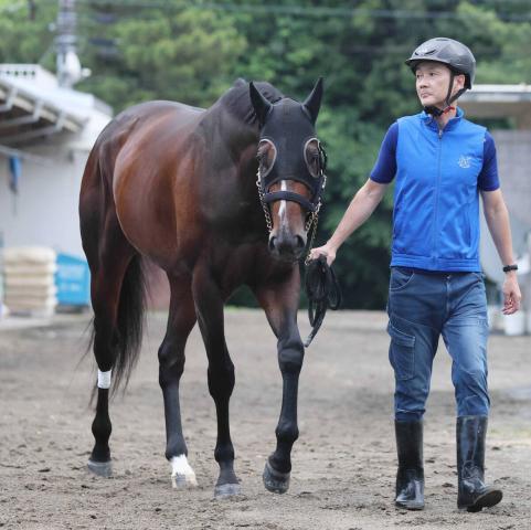 チャンピオンズCでシックスペンスの鞍上はルメール騎手に　安田記念以来のコンビ
